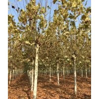 大量出售 國槐 、白蠟 、法桐 、合歡