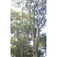 低價出售無患子，廣玉蘭，冬青，羅漢松