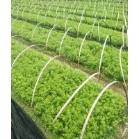 供應(yīng)紅豆杉、紅楓、海棠、雞爪槭