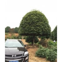 桂花價格、供應湖南桂花、丹桂價格、湖北桂花價格、8-25公分精品