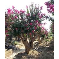 嫁接紫薇 原生紫薇樹(shù)低報(bào)價(jià)、圖片