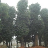 供應(yīng)湖南香樟、香樟小苗、移栽香樟、多桿香樟、再生香樟價(jià)格