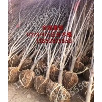 3公分木槿價格、4公分紅花木槿價格