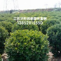 冠幅100公分1米2大葉黃楊球價(jià)格