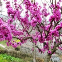 廊坊哪里有占地樹苗 保定苗木花卉基地