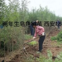 兩年皂角樹苗