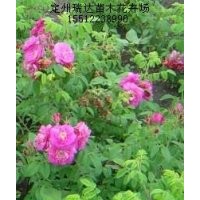 四季玫瑰基地_河北塔檜_河北金葉榆