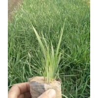 北京廊坊荒地綠化苗木馬藺出售