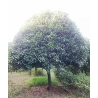 長期大量供應(yīng)桂花，香樟，羅漢松，杜英，欒樹