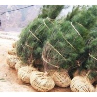 山西白皮松供應(yīng)