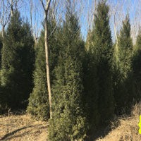 清地處理！15000棵3米高蜀檜處理！