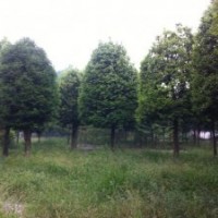 高桿天竺桂廠家直銷價(jià)格低