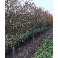 紅葉石楠獨(dú)桿