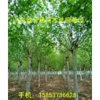 胸徑15公分速生法桐、18公分法桐
