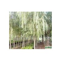 12-20公分柳樹12-20公分垂柳價(jià)格