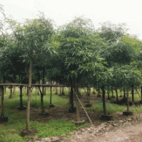 供應(yīng)扁桃樹(shù)(扁桃苗) 玉林-南寧 扁桃(扁桃袋苗)