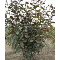 油松，石楠球