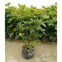 低價供應袋裝鴨腳木小袋苗和中袋苗15-70cm