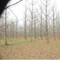 山東銀杏價(jià)格。|山東銀杏價(jià)格|興隆銀杏(多圖)