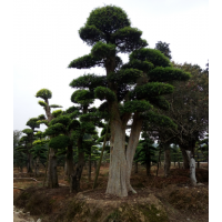 批發(fā)山東造型紅繼木15-20公分廣西造型榆樹(shù)浙江造型小葉女貞