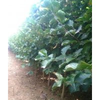 本公司，專供綠化工程苗木