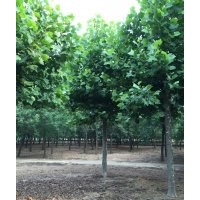 湖北哪里有14公分兩年帽法桐樹