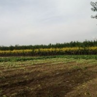 低價出售苗木金葉榆,果樹,旱柳