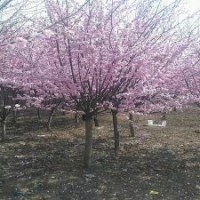 七葉樹.雞爪槭，紅楓，榆葉梅，美人梅批發(fā)