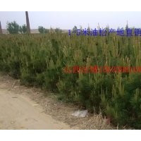 2米油松哪里有，5米油松價格，4.5米油松產(chǎn)地直銷，哪里油松便宜