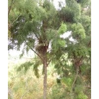 大量供應(yīng)鹽松大小規(guī)格歡迎新老朋友來實地考察