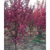 常年銷售西府海棠,北美海棠,紅寶石海棠，叢生紫荊