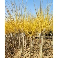 金枝國槐_黃金槐_黃槐