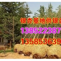 興隆銀杏,銀杏苗,13公分銀杏苗木價(jià)格