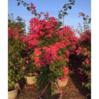 低價批發(fā)紅花三角梅，紫花三角梅袋苗，三角梅球價格便宜