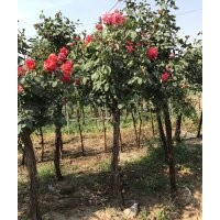 樹狀月季，高桿月季，月季產(chǎn)地