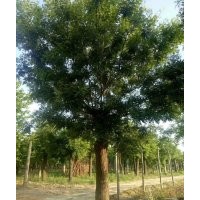 供應(yīng)山東國(guó)槐種植基地