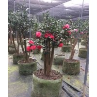 山茶花基地大量供應(yīng)山茶花苗木茶花樹山茶花盆栽