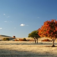 大量供應(yīng)五角楓，蒙古櫟，暴馬丁香，楸樹，樸樹，黃櫨，白樺等苗