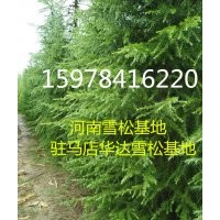 河南雪松基地|15978416220|駐馬店5米雪松