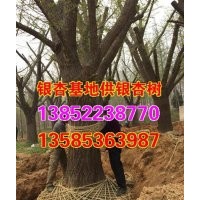 銀杏樹|興隆銀杏|銀杏樹