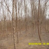 苗圃直銷楓楊.10公分楓楊價格.12公分楓楊價格