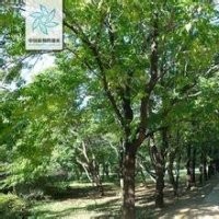 10公分楓楊價格.12公分楓楊價格16公分楓楊價格