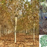 供應(yīng)法桐，速生法桐，垂柳，國槐，白蠟，欒樹，金葉白蠟