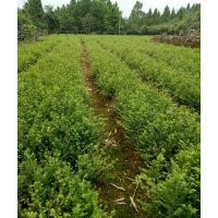 40公分高的一年紅豆杉苗子