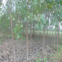 楊樹苗的最新報價