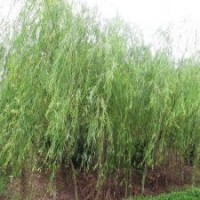 最新的柳樹報價是多少