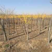 江蘇黃金槐的價格是多少錢