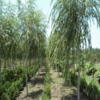 垂柳的市場行情是怎樣的，多少錢一棵