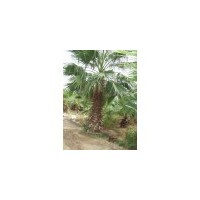 棕櫚價格 棕桿價格 棕葉價格