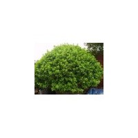 大葉黃楊價(jià)格 大葉黃楊價(jià)格 大葉黃楊南京